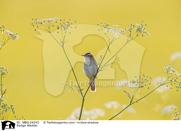 Schilfrohrsnger / Sedge Warbler / MBS-24243