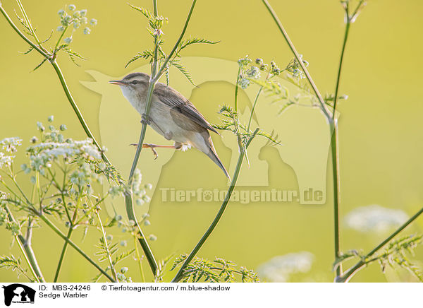Schilfrohrsnger / Sedge Warbler / MBS-24246