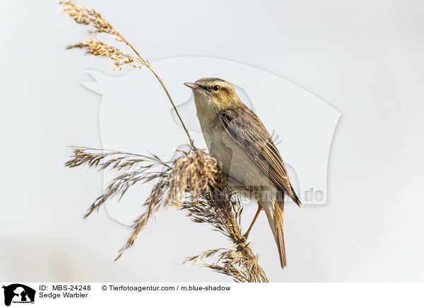 Schilfrohrsnger / Sedge Warbler / MBS-24248