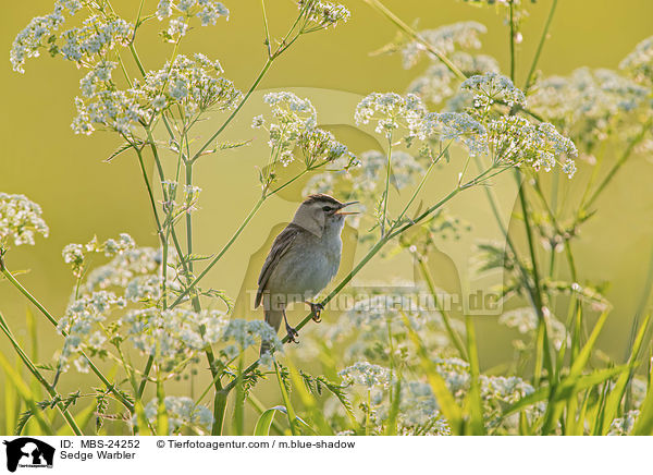 Schilfrohrsnger / Sedge Warbler / MBS-24252