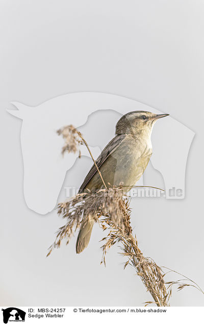 Schilfrohrsnger / Sedge Warbler / MBS-24257