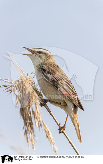 Schilfrohrsnger / Sedge Warbler / MBS-24260