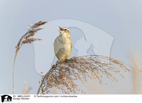 Schilfrohrsnger / Sedge Warbler / MBS-24261