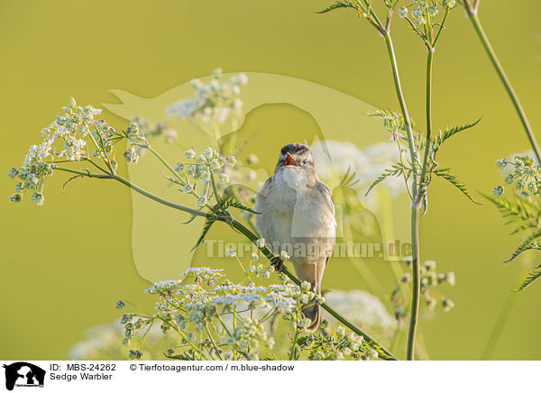 Sedge Warbler / MBS-24262