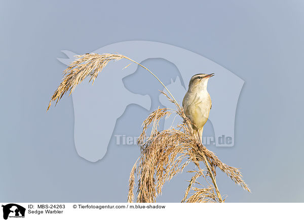 Sedge Warbler / MBS-24263