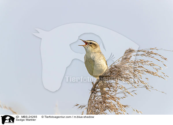 Schilfrohrsnger / Sedge Warbler / MBS-24265
