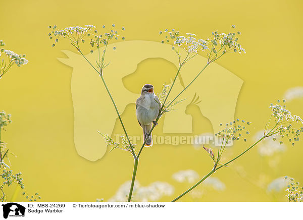 Sedge Warbler / MBS-24269