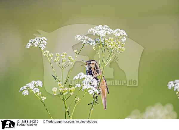 Sedge Warbler / MBS-24279