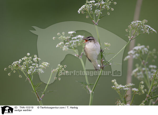 Schilfrohrsnger / sedge warbler / THA-10319