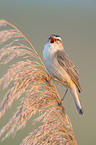 sedge warbler