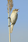 sitting Sedge Warbler