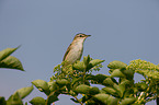 sedge warbler