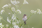 Sedge Warbler
