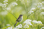 Sedge Warbler