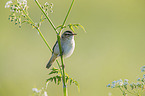 Sedge Warbler