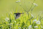 Sedge Warbler