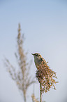 Sedge Warbler