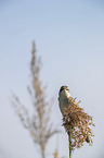 Sedge Warbler