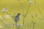 Sedge Warbler
