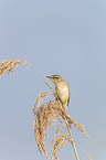 Sedge Warbler