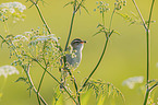 Sedge Warbler