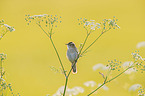 Sedge Warbler