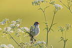 Sedge Warbler