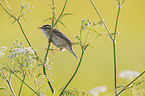 Sedge Warbler