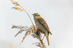 Sedge Warbler