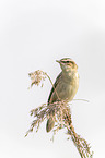Sedge Warbler