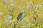 Sedge Warbler
