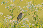 Sedge Warbler