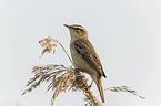 Sedge Warbler
