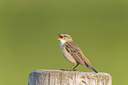 Sedge Warbler