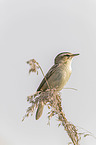 Sedge Warbler