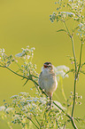 Sedge Warbler