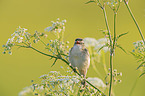 Sedge Warbler