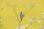 Sedge Warbler