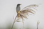 Sedge Warbler