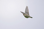 sedge warbler