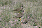 Senegal wattled plover