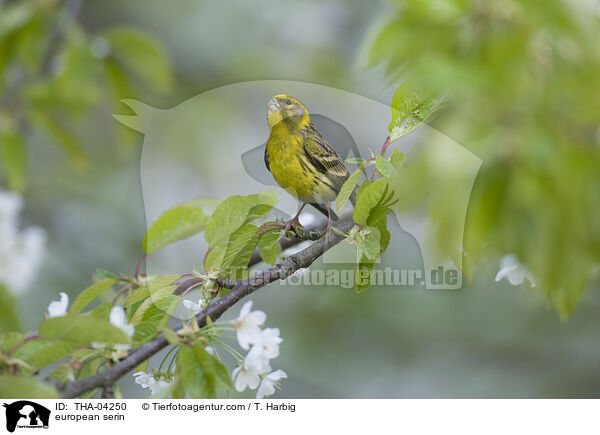 european serin / THA-04250