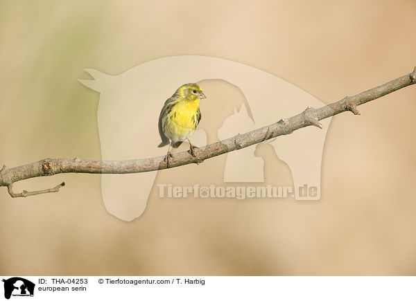 european serin / THA-04253