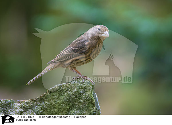 european serin / FH-01835