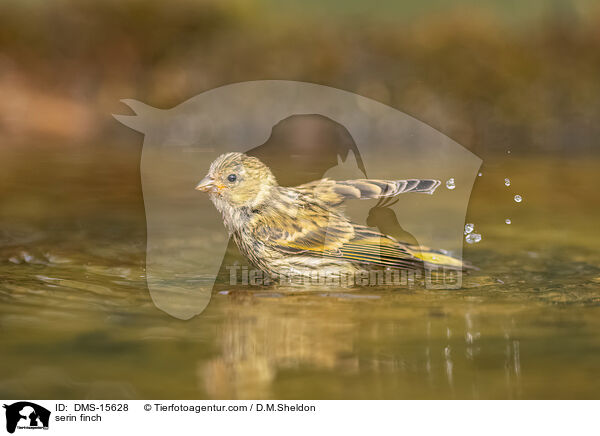 Girlitz / serin finch / DMS-15628