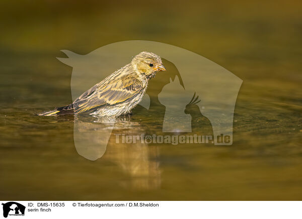 Girlitz / serin finch / DMS-15635