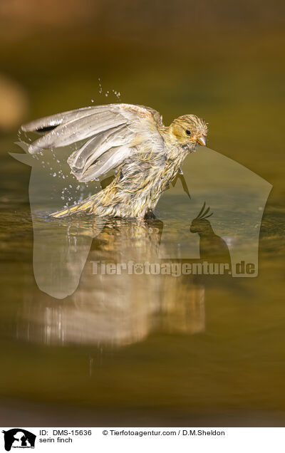 Girlitz / serin finch / DMS-15636