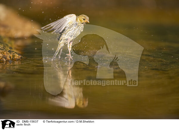 Girlitz / serin finch / DMS-15637