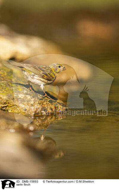 Girlitz / serin finch / DMS-15693