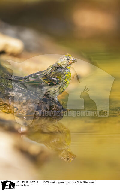Girlitz / serin finch / DMS-15713